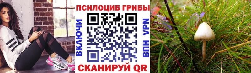 Галлюциногенные грибы Cubensis  купить наркотик  Новотроицк 